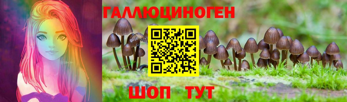 Псилоцибиновые грибы Psilocybe Новокубанск