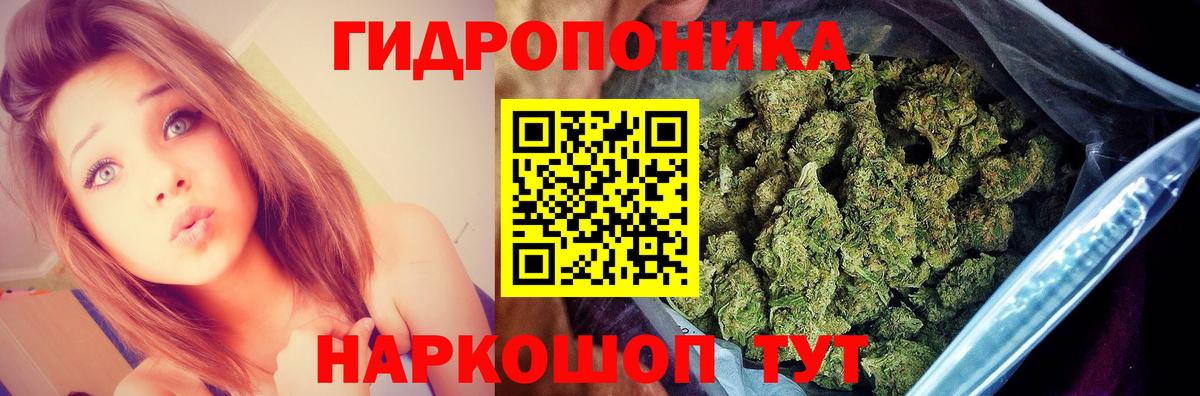 Марихуана гибрид Новокубанск